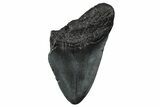 Partial Fossil Megalodon Tooth - South Carolina #368513-1